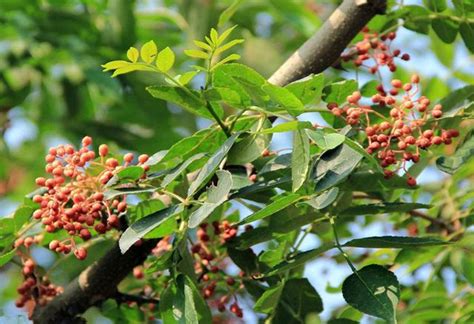 花椒树|花椒树怎么繁殖的？花椒树的栽培方法